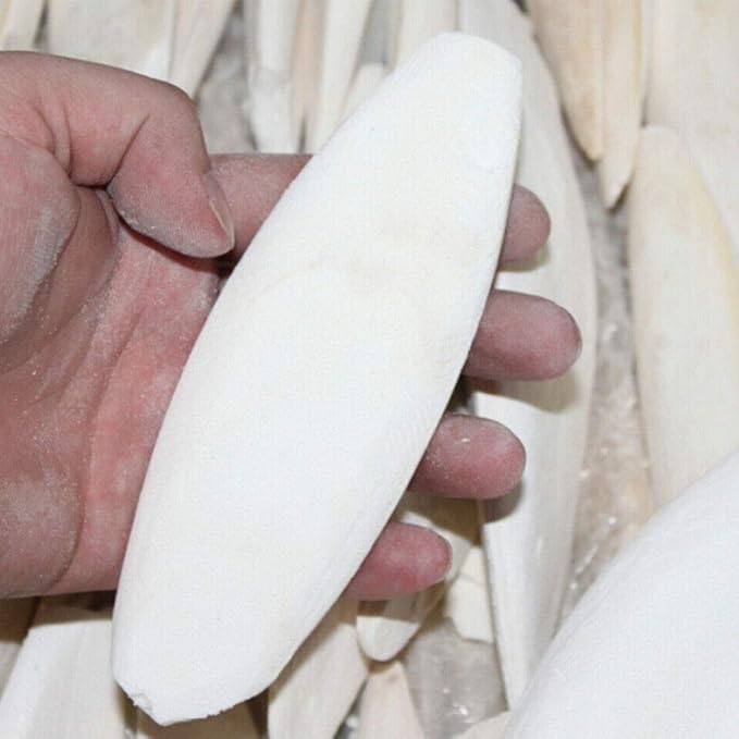 Acxico 10 pcs Cuttlefish Bones Pet Molars, Cuttlefish Bones, 8-10cm