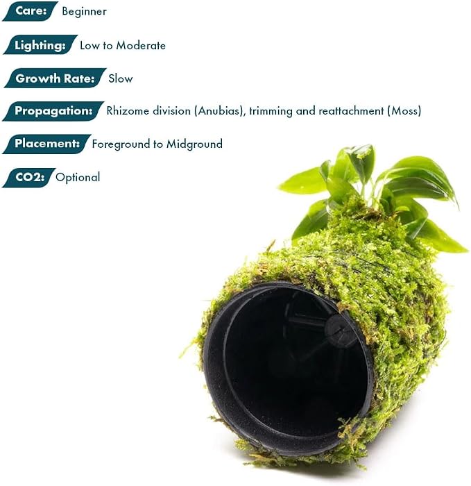 Live Planted Decor - Anubias Minima on Christmas Moss Tower - Deep and Bright Green Freshwater Aquatic Plant, Low Light, Foreground to Midground Tank Placement for Aquascaping - 1 Pack