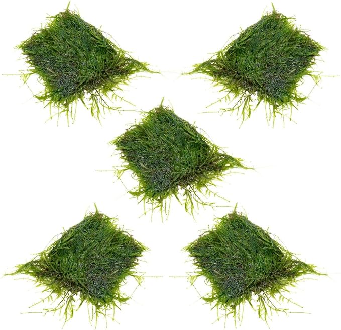 Live Aquarium Plants on Driftwood, Lava Rock, Moss, Fiber Mat - Freshwater Fish Tanks - Easy, Beginner Friendly (Java Moss on Stainless Steel, (5 Pack))
