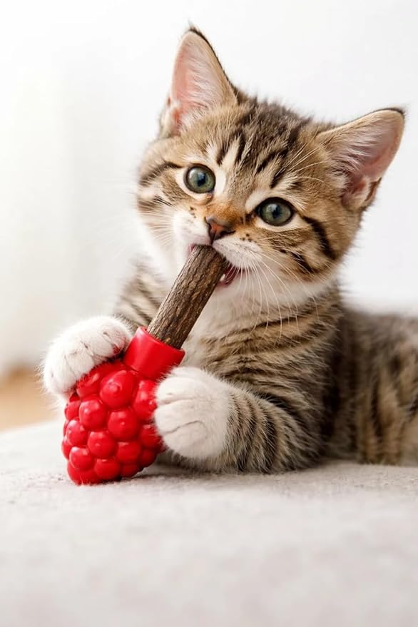 Cat Dental Teether Toy with Silvervine Chew Stick - Rubber Berry Holder with Catnip Oil Infused Matatabi Stick for Teeth Cleaning - Kitten Teething Toy for Indoor Cats (1 Teether + 1 Stick)