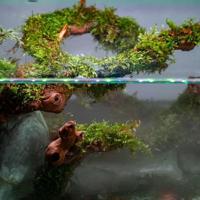 Christmas Moss Live Aquarium Plant - Freshwater Fish Tank Decorations for Natural Aquatic Décor (Golf Ball)