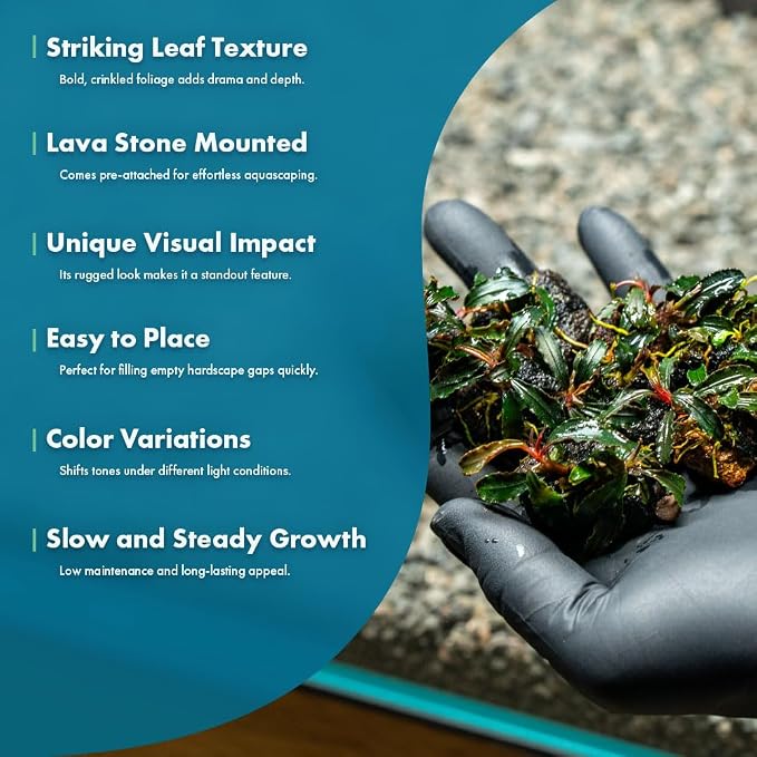 Live Planted Decor - Bucephalandra Godzilla (Bucephalandra sp.) on Lava Stone (Framed) - Dark Green Leaves with Ruffled Edges Aquatic Plant, Low to Medium Light for Aquascaping, 1 Pack