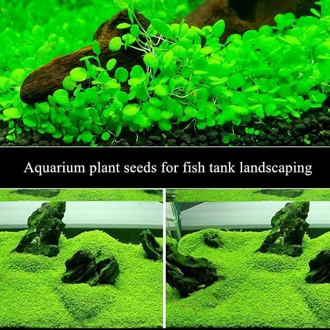 2 Pack Aquarium Plants for Fish Tank Easy Growing Real Carpet Decor for Fish Tank