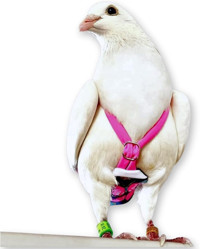 FLYPER FLYPER Adjustable Mini Bird Diaper | Reusable, Washable Cloth | Comfort Fit for Parrots, Cockatiels, and Other Small Birds | Fashionable Avian Accessories Butterfly, Butterfly Bonanza, Size 14