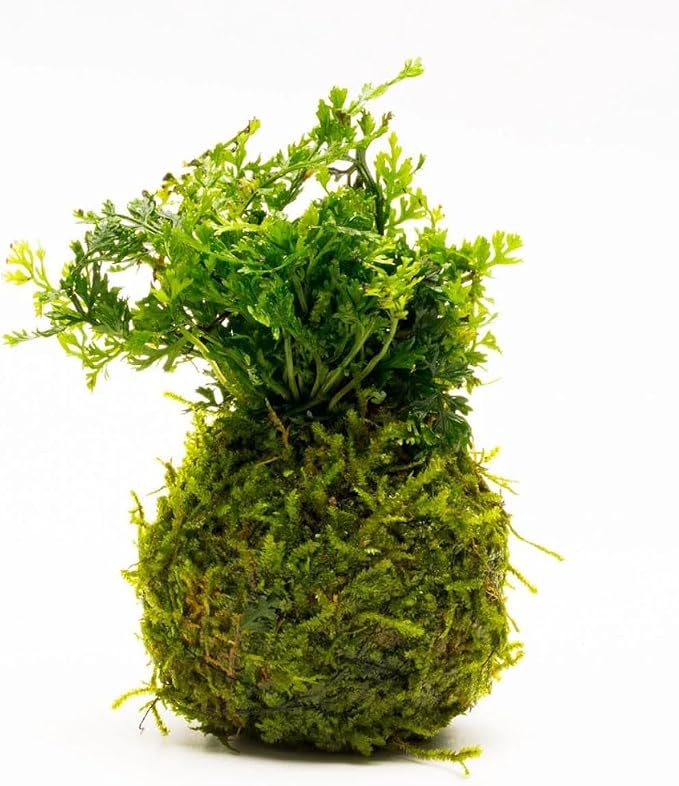 Live Planted Decor - Mini Bolbitis on Clay Moss Ball - Deep Green Fern Leaves Freshwater Aquatic Plant, Low Light, Foreground to Midground Tank Placement for Aquascaping - 1 Pack