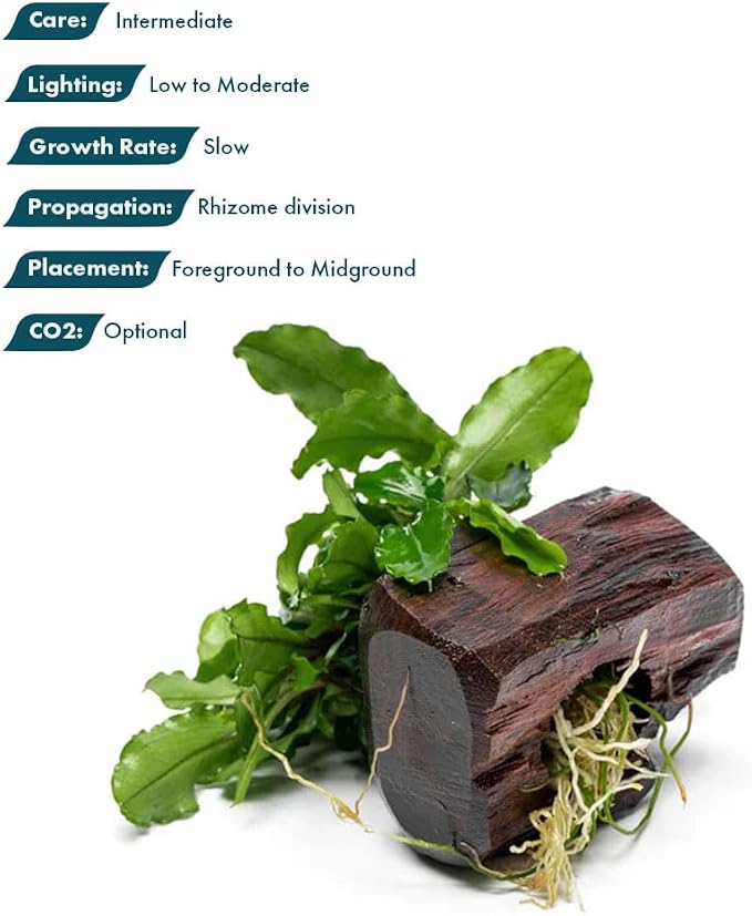 Live Planted Decor - Bucephalandra Green Wavy on Driftwood - Bright Freshwater Aquatic Plant, Low to Medium Light, Foreground to Midground Tank Placement for Aquascaping - 1 Pack