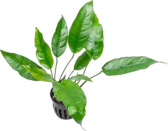 Anubias Live Aquarium Plants - Potted Freshwater Plant for Fish Tanks, Terrariums - Beginner Friendly Low Light (Short and Sharp, 1 Pot)