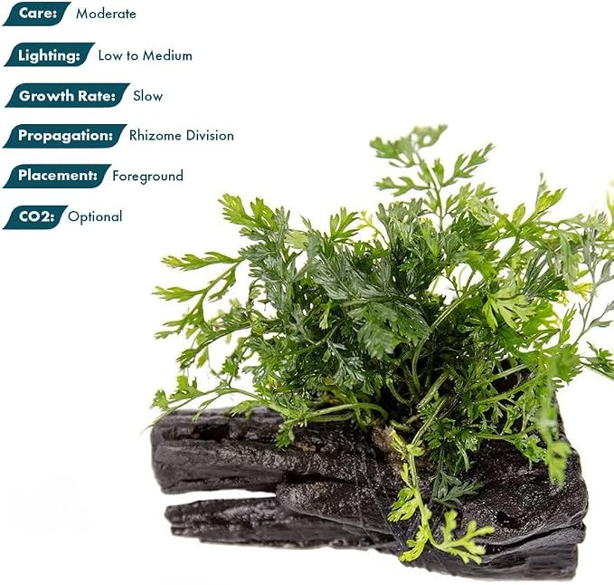 Live Planted Decor - Mini Bolbitis on Driftwood - Light Green Aquatic Plant with Lush Foliage, Foreground to Midground Epiphytic Fern Placement for Aquascaping - Medium, 1 Pack