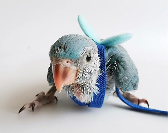 Pet Parrot Bird Harness Leash Adjustable Bird Flying Harness Traction Rope with Cute for Parrots Budgerigar Lovebird Cockatiel Mynah Outdoor Training Toy (Mynah,Blue)