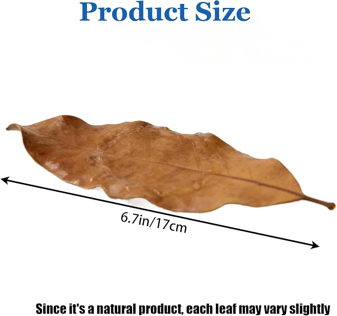 100Pcs Indian Almond Leaves Longan Leaves Aquarium Decor Water Conditioner | Sealed Package,for Betta Fish Shrimp Goldfish Guppy,Betta Fish Tank Decor,Balance PH,Natural Tannins,Axolotl Tank Accessories