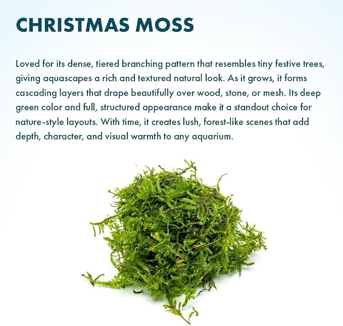 Christmas Moss Live Aquarium Plant - Freshwater Fish Tank Decorations for Natural Aquatic Décor (Golf Ball)