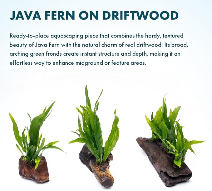 Live Aquarium Plants on Driftwood, Lava Rock, Moss Mat - Freshwater Fish Tank Plants (Java Fern, Driftwood (Medium))