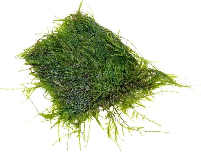 Live Aquarium Plants on Driftwood, Lava Rock, Moss, Fiber Mat - Freshwater Fish Tanks - Easy, Beginner Friendly (Java Moss on Stainless Steel, (1 Pack))