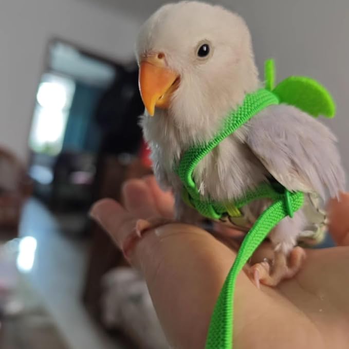 Adjustable Bird Diaper Harness Flight Suit Clothes with 80 Inch Flying Leash Rope for Parrots Conure Cockatiel (Green,2XL)