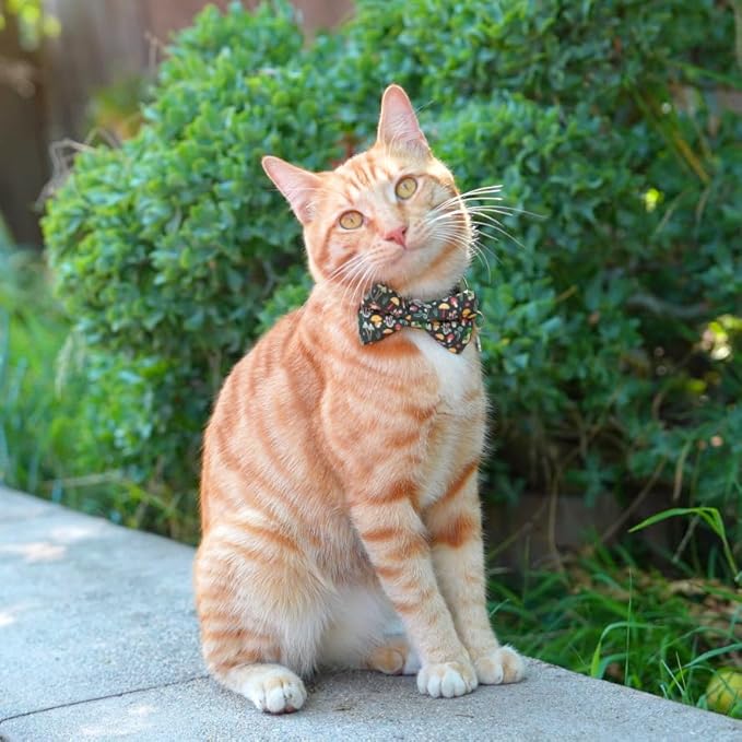 Ultra Joys Cat Collar with Bells - Breakaway Collar Kitten to Adult, Boy & Girl, Mushroom Large