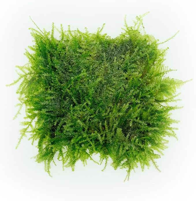 Live Plants - Weeping Moss (Vesicularia ferriei) - Low to Medium Light, Bright Green Accent Freshwater Aquatic Moss, Foreground Placement for Aquascaping - Stainless Steel, 1 Pack