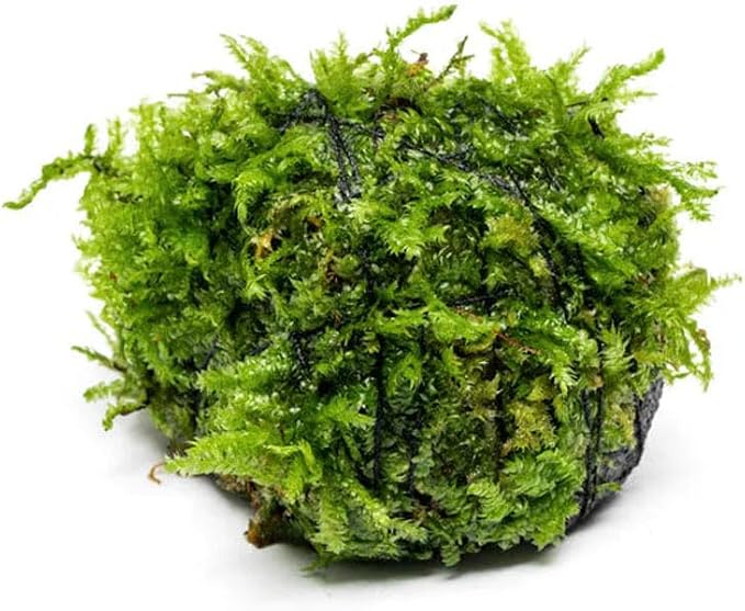 Live Planted Decor - Christmas Moss (Vesicularia montagnei) on Lava Stone - Low Light, Green Accent Freshwater Aquatic Plant, Foreground Aquarium Placement for Aquascaping - 1 Pack