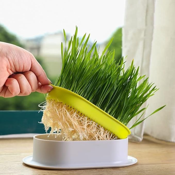 Cat Grass Planter, cat Grass kit, cat Grass Growing kit, Easy to Plant, Nursery Plants, Suitable for Indoor (4PCS)