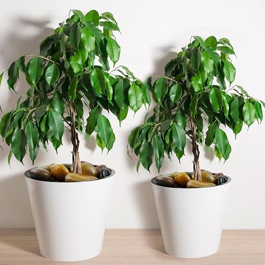 5lbs Pebbles for Indoor Plants, 2-3 Inch Mixed Color River Rocks | High Polished Large Outdoor Decorative Stones Vase Filler Fish Tank Aquariums Landscaping Garden Outdoor and Indoor DIY