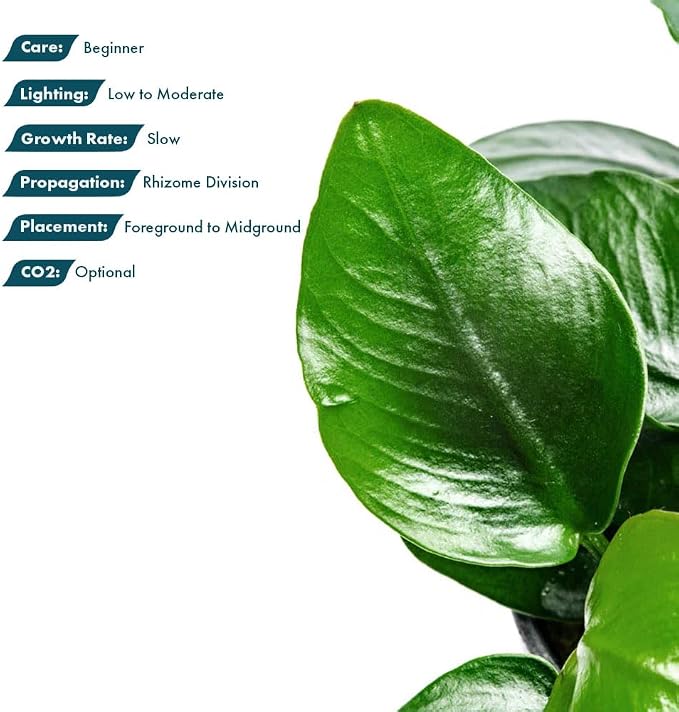 Anubias Live Aquarium Plants - Potted Freshwater Plant for Fish Tanks, Terrariums - Beginner Friendly Low Light (Nana Thick Leaf, 1 Pot)