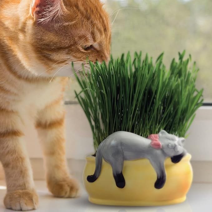 Chia Pet Kitty Cat Grass, Decorative Pottery Planter, Easy to Do and Fun to Grow, Novelty Gift, Perfect for Any Occasion