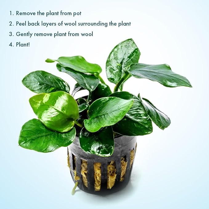 Anubias Live Aquarium Plants - Potted Freshwater Plant for Fish Tanks, Terrariums - Beginner Friendly Low Light (Nana Thick Leaf, 1 Pot)