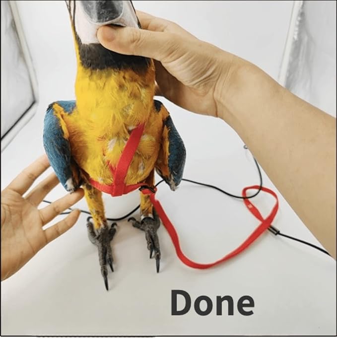 Adjustable Bird Harness with 78.7 Inch Leash, Outdoor Flying Training Rope Kit for Bird Parrots, Parrot Flying Rope Straps Outdoor Training Traction Rope for Small Medium Large Size Birds (Petite)