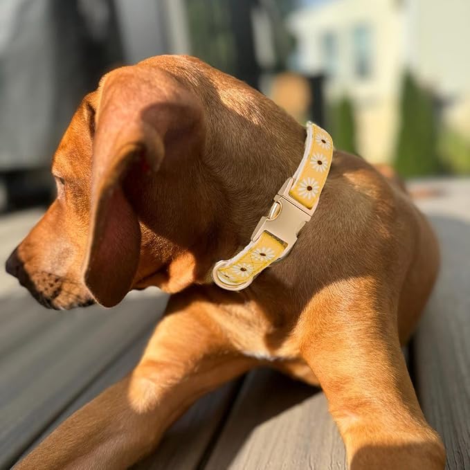 Woven Dog Collar with Metal Buckle Adjustable Jacquard Retro Dog Collars for Small Medium Large Dogs(Daisy,L)