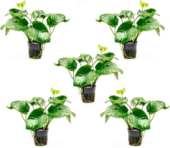 Anubias Live Aquarium Plants - Potted Freshwater Plant for Fish Tanks, Terrariums - Beginner Friendly Low Light (Barteri Wrinkle Leaf, 5 Pots)