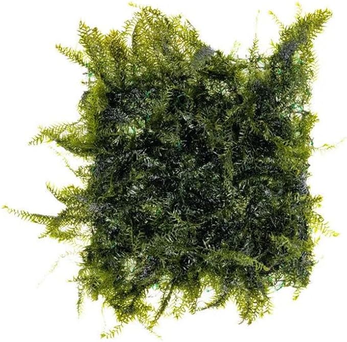 Live Aquarium Plants on Driftwood, Lava Rock, Moss, Fiber Mat - Freshwater Fish Tanks - Easy, Beginner Friendly (Fissidens Fontanus on Stainless Steel, (1 Pack))