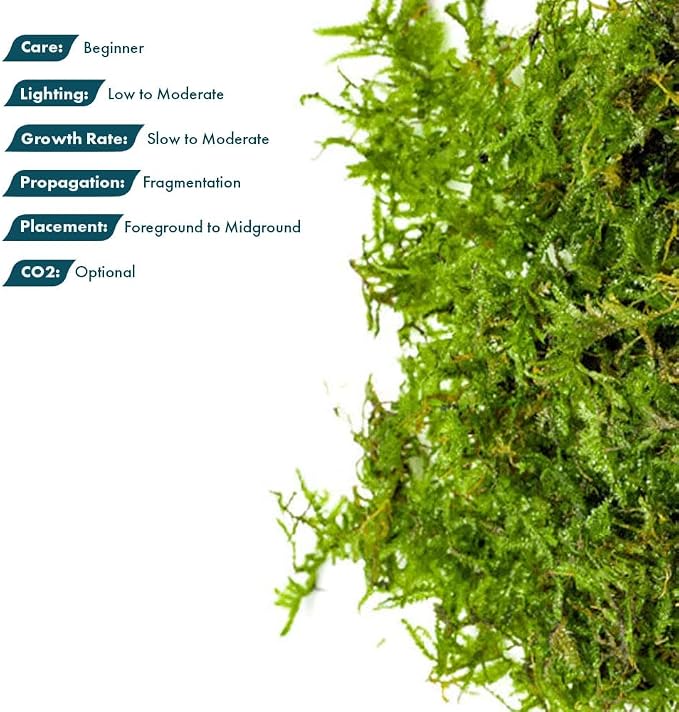 Christmas Moss Live Aquarium Plant - Freshwater Fish Tank Decorations for Natural Aquatic Décor (Golf Ball)