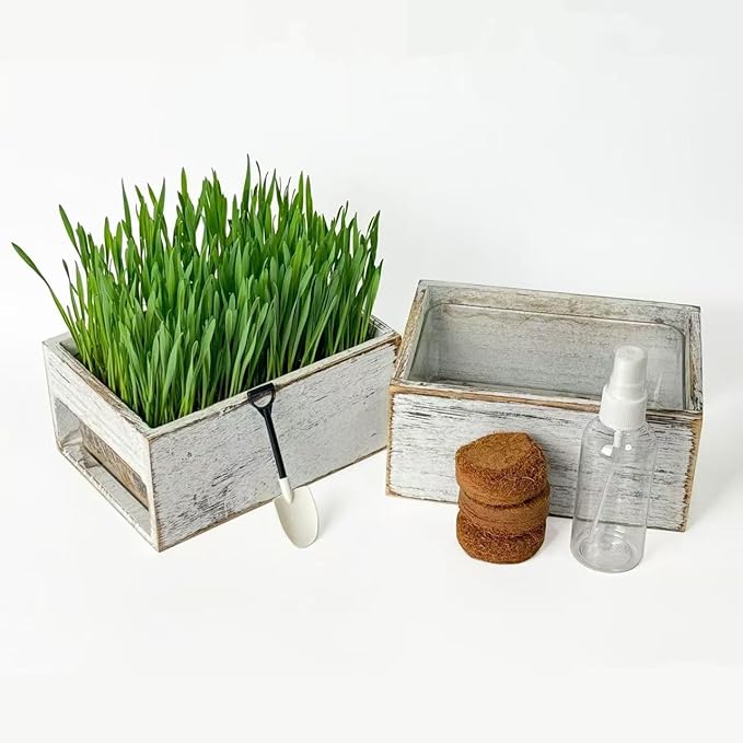 wooden cat grass planter (seedless), the organic cat grass set in the pet room is easy to operate, equipped with detachable planting basin and watering can.