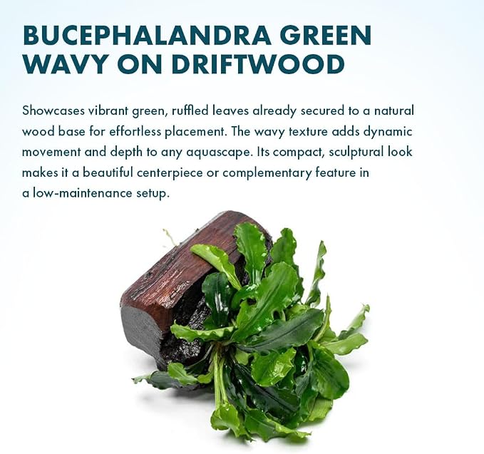 Live Planted Decor - Bucephalandra Green Wavy on Driftwood - Bright Freshwater Aquatic Plant, Low to Medium Light, Foreground to Midground Tank Placement for Aquascaping - 1 Pack