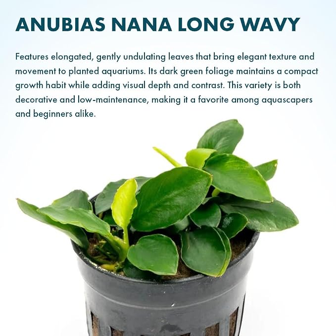 Anubias Live Aquarium Plants - Potted Freshwater Plant for Fish Tanks, Terrariums - Beginner Friendly Low Light (Nana Long Wavy, 3 Pots)