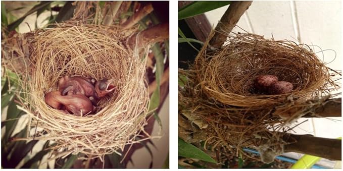 Fast Life Natural Coconut Fiber for Bird Nesting