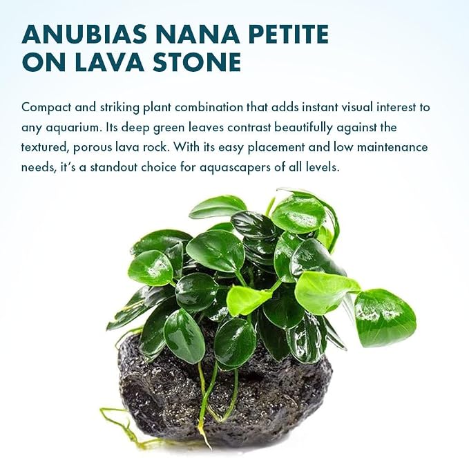 Live Planted Decor - Bucephalandra Godzilla (Bucephalandra sp.) on Lava Stone - Low to Medium Light, Dark Green with Blue Iridescence, Foreground to Midground Tank Placement - 3 Pack