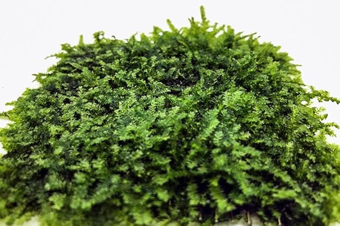 Live Aquarium Plants on Driftwood, Lava Rock, Moss, Fiber Mat - Freshwater Fish Tanks - Easy, Beginner Friendly (Mini Christmas Moss on Stainless Steel, 5 Pack)