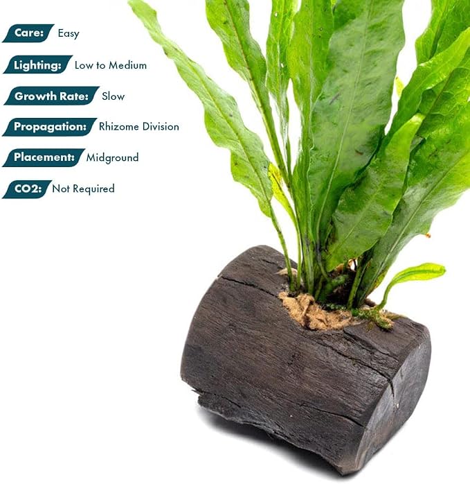 Live Planted Decor - Java Fern on Nano Wood - Midground Rhizome Plant for Aquascaping, Aquarium Decor