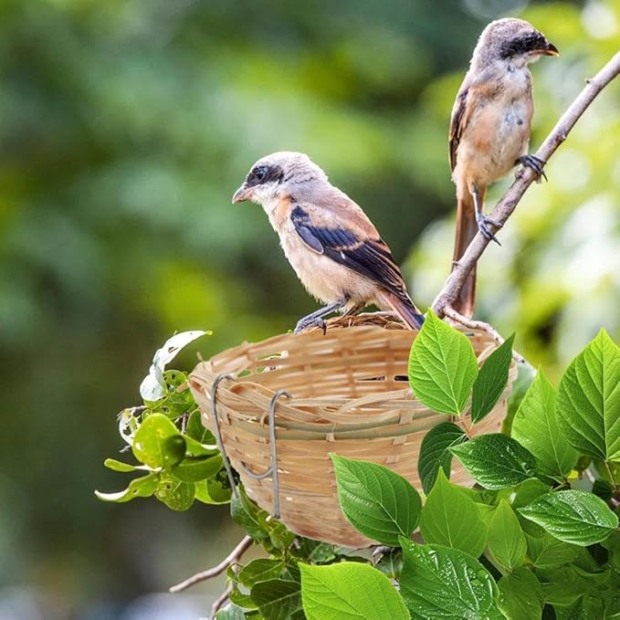 Bird Nest,Bamboo Wicker Woven Canary Nest Pans,Small Bird Nest Boxes Cage,Hanging Bird Bedding Nesting Cage Accessories for Dove Pigeon Parrot Budgie, Parakeet Nest