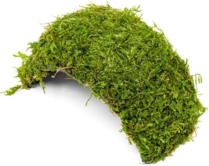 Live Planted Decor - Christmas Moss (Vesicularia montagnei) on Coconut Shell Bridge - Low Light, Green Freshwater Aquatic Plant, Foreground Aquarium Placement for Aquascaping - 1 Pack