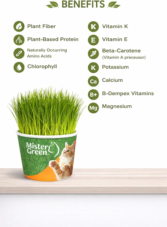 Cat Grass Grow Kit for Indoor Cats – Organic Cat Grass – Easy Grow Fresh Pet Grass – Supports Digestion & Natural Hairball Control – Non-Toxic – Pack (1)