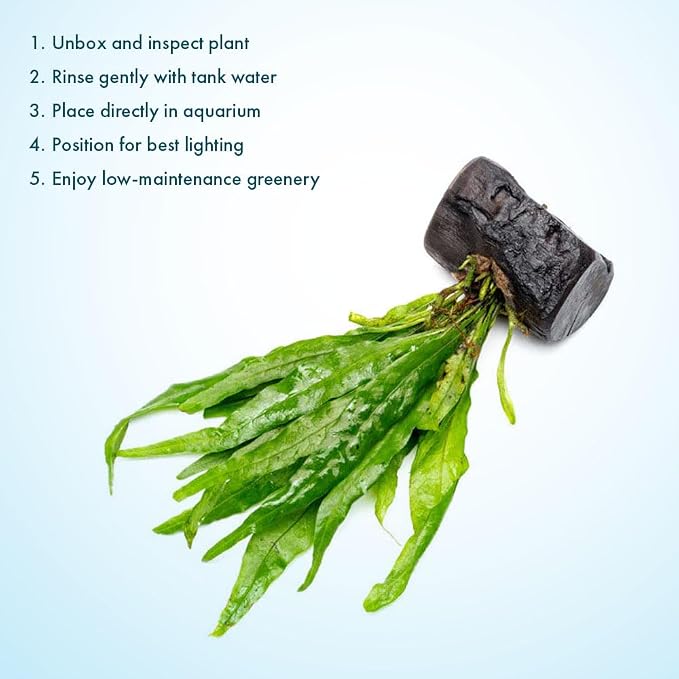 Live Planted Decor - Java Fern on Nano Wood - Midground Rhizome Plant for Aquascaping, Aquarium Decor