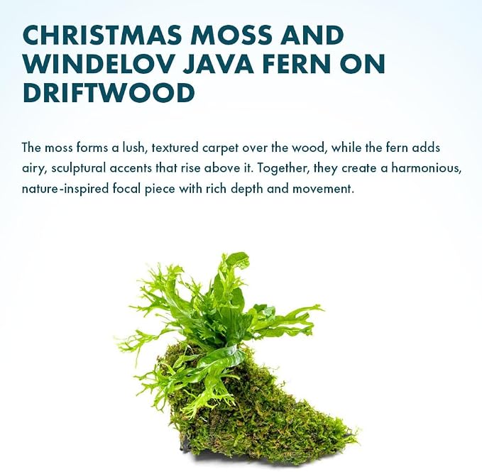 Live Aquarium Plants on Driftwood - Java Fern Windelov with Moss - Freshwater Fish Tanks - Easy, Beginner Friendly - Driftwood Medium