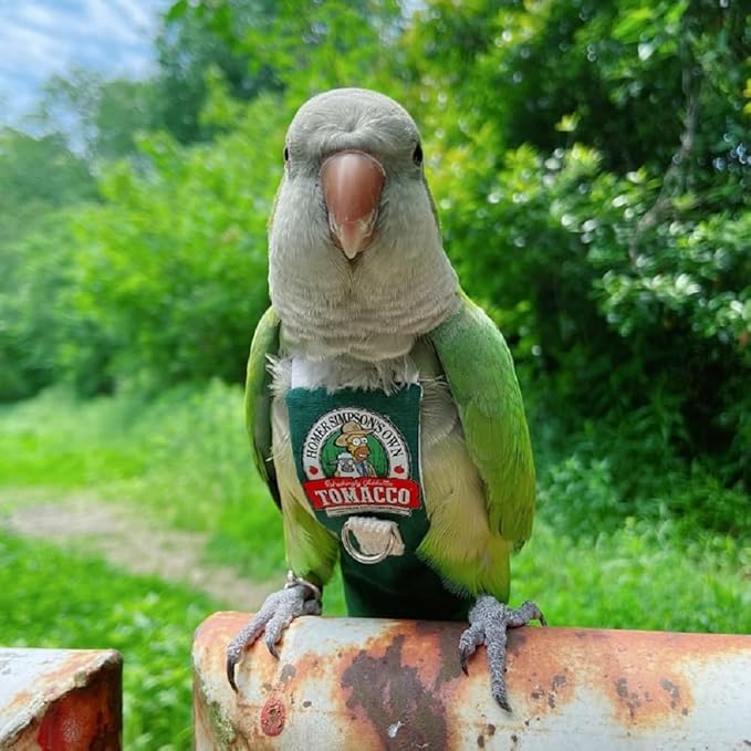 Bird Clothes Parrot diapers bird flight suits, reusable waterproof diapers pet bird supplies (3XL)
