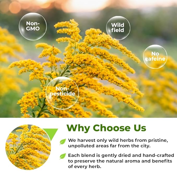 30 Bags Goldenrod Tea Herb Golden Root (Solidago virgaurea L.) - 45g Dried Golden Rod Herbs Herbal Tea
