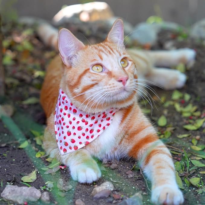 Ultra Joys Cat Collar with Bells - Breakaway, Boy & Girl, Kitten Collar - Strawberry Large