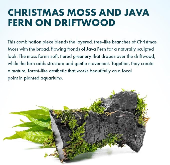 Live Aquarium Plants on Driftwood, Lava Rock, Moss, Fiber Mat - Freshwater Fish Tanks - Easy, Beginner Friendly (Java Fern with Moss, Driftwood (Medium))
