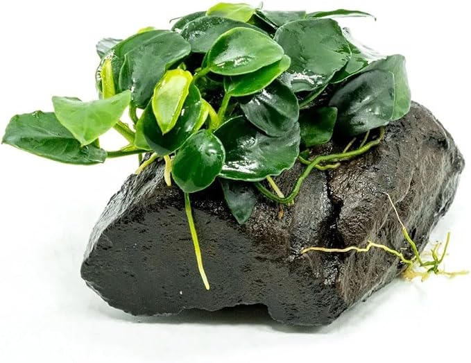 Live Planted Decor - Anubias Nana Petite (Anubias barteri VAR. Nana 'Petite') on Nano Driftwood - Low to Moderate Light, Deep Green Rounded Leaves, Foreground Tank Placement - 1 Pack