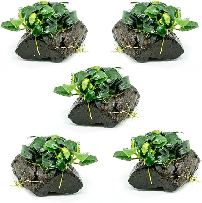 Live Planted Decor - Anubias Nana Petite (Anubias barteri VAR. Nana 'Petite') on Nano Driftwood - Low to Moderate Light, Deep Green Rounded Leaves, Foreground Tank Placement - 5 Pack