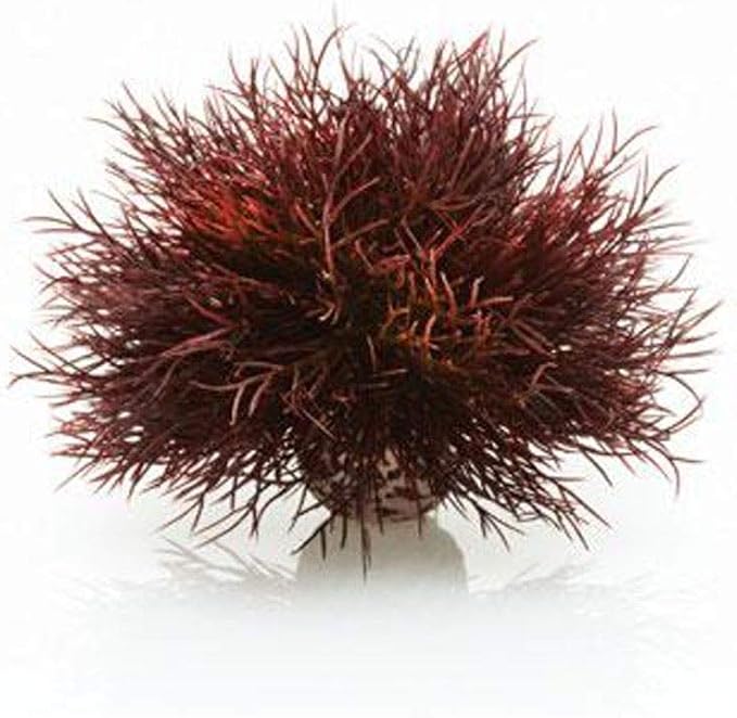 Sea Lily Crimson